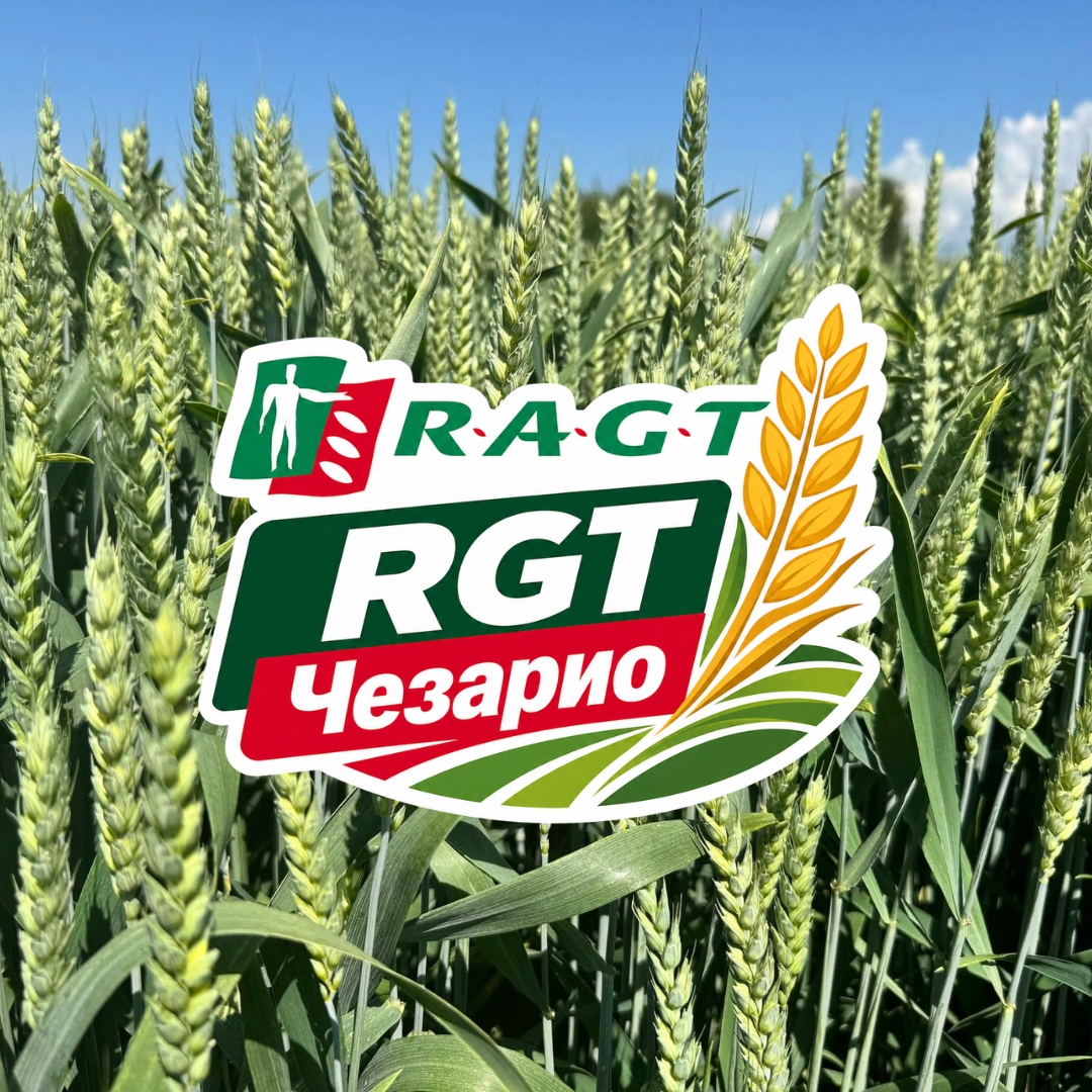 RGT Чезарио - много ранен сорт мека пшеница