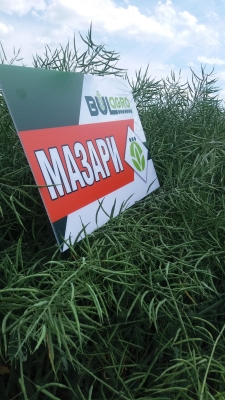Стартира програма за ранни заявки на рапица Мазари CS