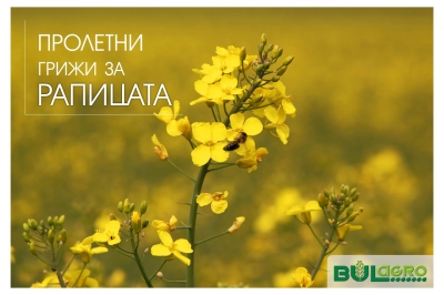 Грижи за рапицата във фаза бутон / начало на цъфтеж
