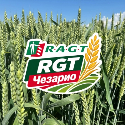 RGT Чезарио - много ранен сорт мека пшеница