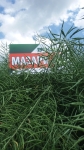 Стартира програма за ранни заявки на рапица Мазари CS